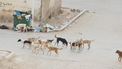 صورة الكلاب الضالة تغزو شوارع وأحياء وأزقة مدينة الجلفة