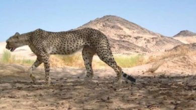 صورة عودة الشبح… الغزال الصحراوي يظهر مجددًا في صحراء الجزائر وسط آمال حذرة