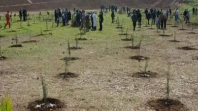 صورة السد الأخضر يتحوّل إلى رافعة اقتصادية