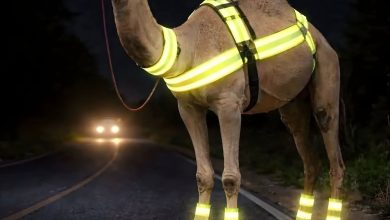 صورة مبادرة للحدّ من الحوادث