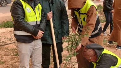 صورة مشاركة فعالة في التشجير