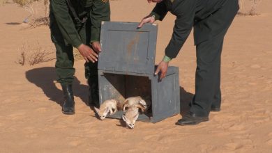 صورة حماية الحياة البرية وطنياً